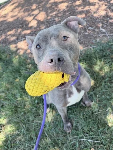 Wilbur - American Staffordshire Terrier mix