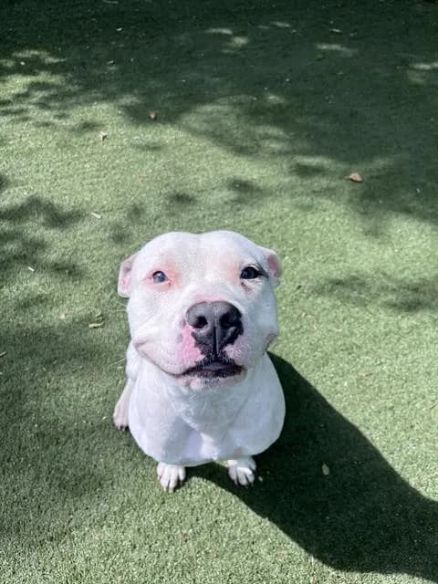Reba - Pit Bull Terrier