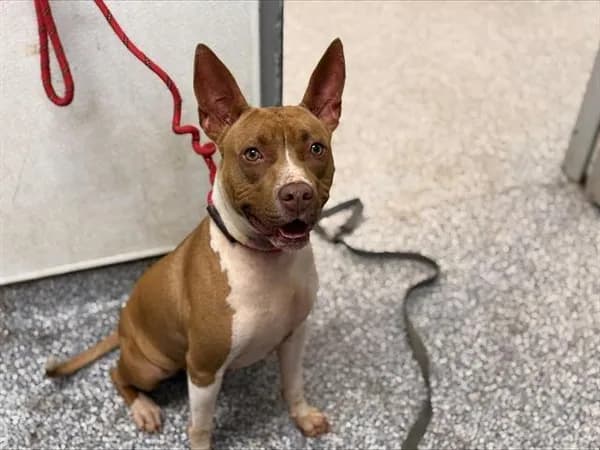 Victoria - Pit Bull Terrier
