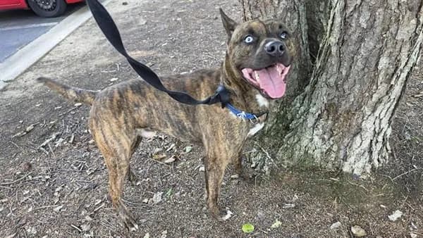 Bruce - Pit Bull Terrier mix
