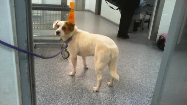 Taylor - Breed information is not provided by this shelter