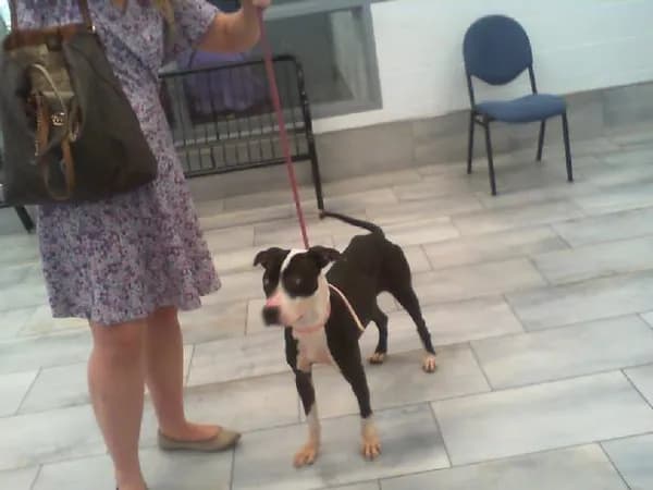 Unnamed - Breed information is not provided by this shelter mix