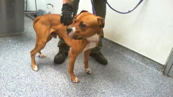 Unnamed - Boxer mix