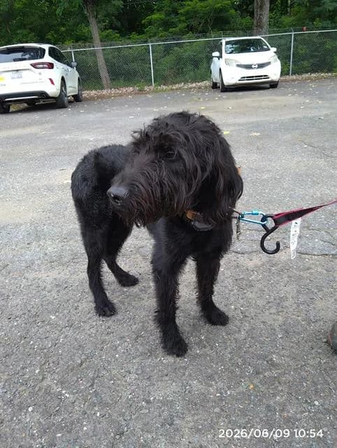 Unnamed - Poodle - Standard mix
