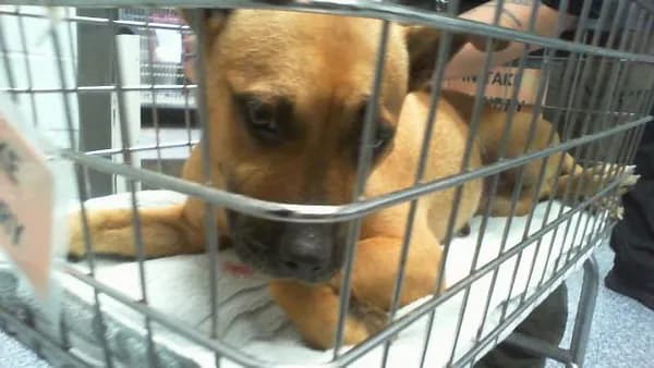 Unnamed - Pit Bull Terrier mix