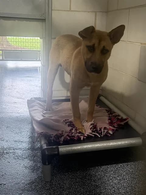 Mbappe - Pit Bull Terrier mix