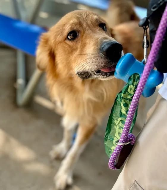 Taylon - Golden Retriever mix