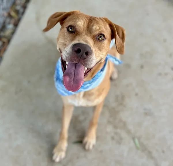 Beckett - Labrador Retriever mix