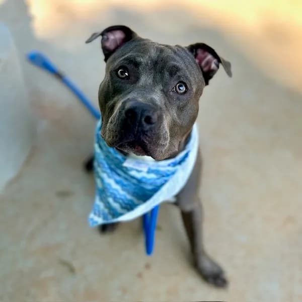 Chunk - Pit Bull Terrier
