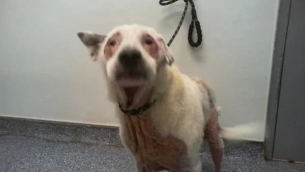 Buster - Labrador Retriever mix