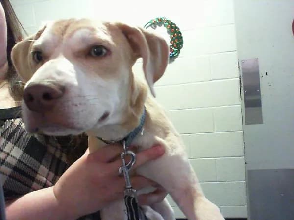 Unnamed - Breed information is not provided by this shelter