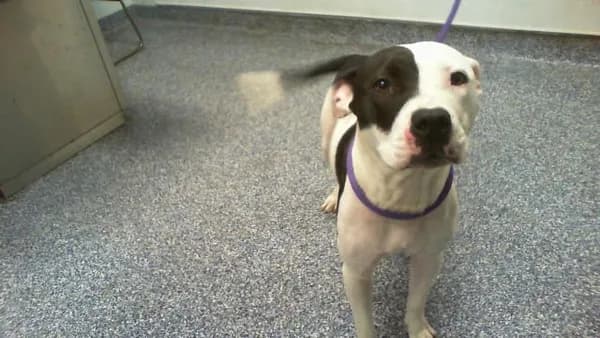 Unnamed - Pit Bull Terrier