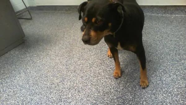 Unnamed - Breed information is not provided by this shelter