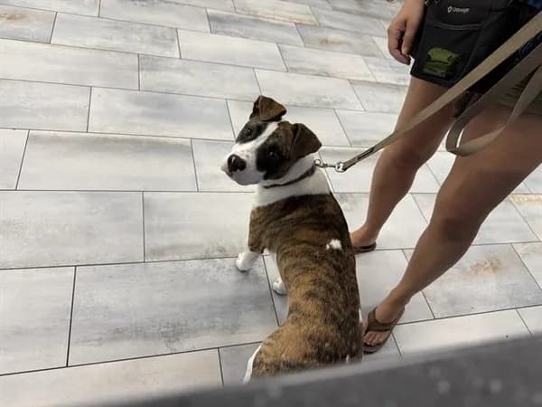 Unnamed - Pit Bull Terrier