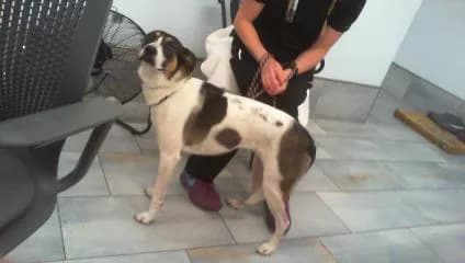 Meza - Breed information is not provided by this shelter