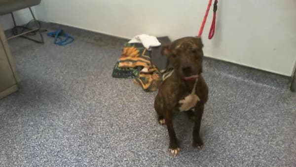 Unnamed - Pit Bull Terrier