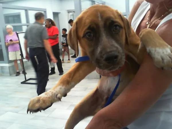 Unnamed - Breed information is not provided by this shelter