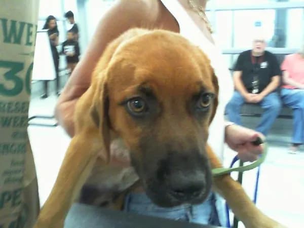 Unnamed - Breed information is not provided by this shelter
