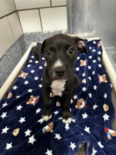 Unnamed - Breed information is not provided by this shelter
