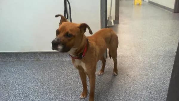 Stanley - Breed information is not provided by this shelter