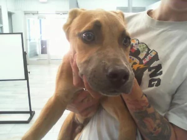 Unnamed - Breed information is not provided by this shelter