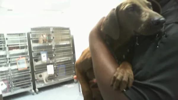 Hank - Breed information is not provided by this shelter