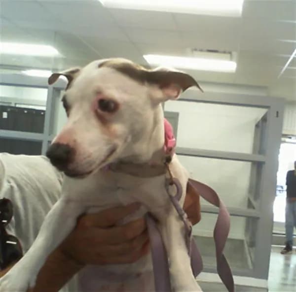 Rylie - Parson (Jack) Russell Terrier mix