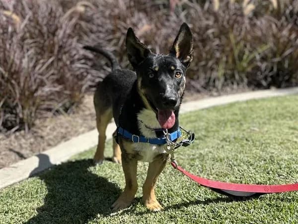 Zzyxx - Welsh Corgi - Cardigan and German Shepherd Dog