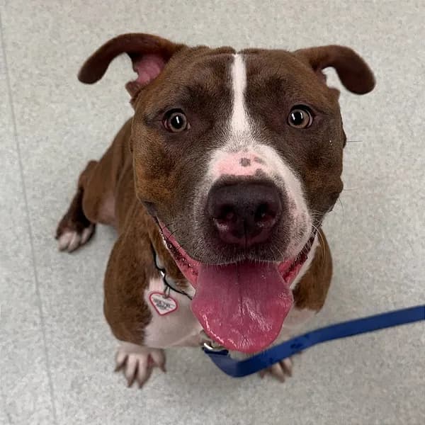 Bluey - Terrier, Pit Bull