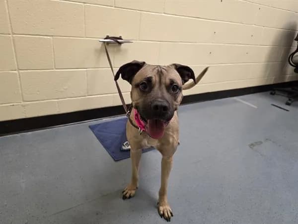 Cinnamon - Pit Bull Terrier