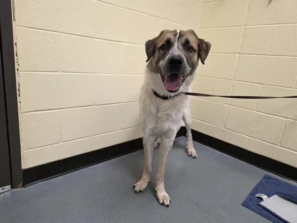 Stylis - Great Pyrenees mix