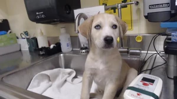 Mary Puppins - Siberian Husky mix