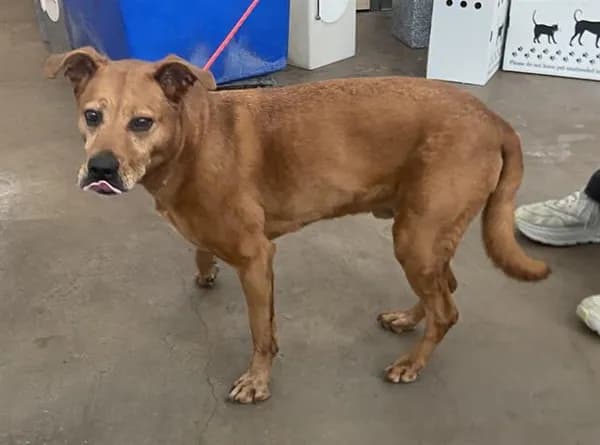 Maximus - Labrador Retriever mix
