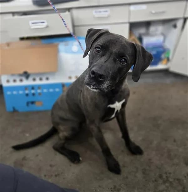 Zoey - Labrador Retriever mix