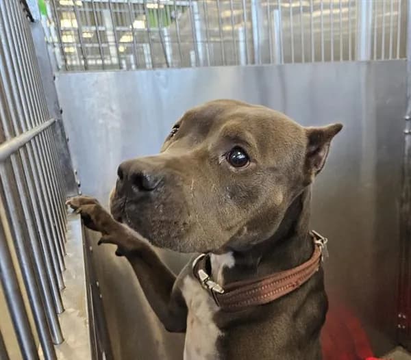 Nala - Mixed Breed