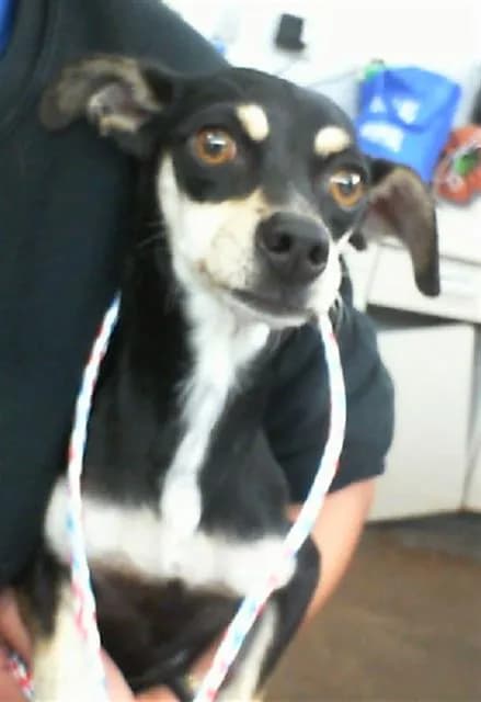 Honey - Mixed Breed