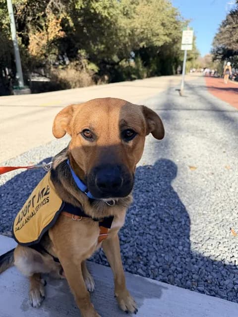 Max - Mixed Breed