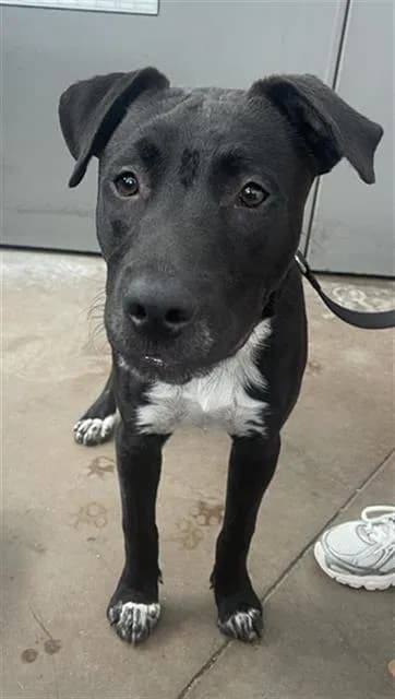 Tux - Mixed Breed