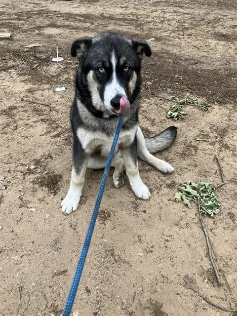 Chicle - Mixed Breed