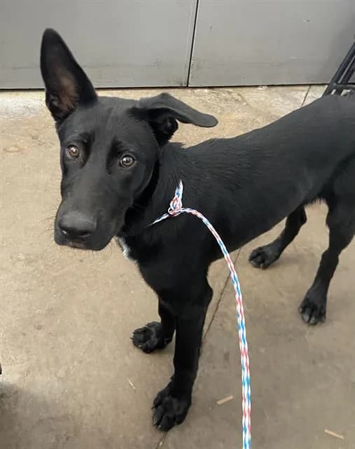 Lime - Mixed Breed