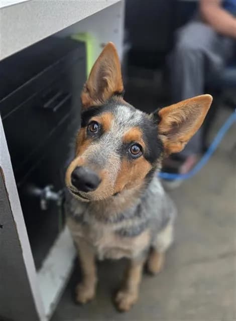Stella - Mixed Breed