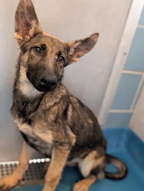Gigi - Mixed Breed