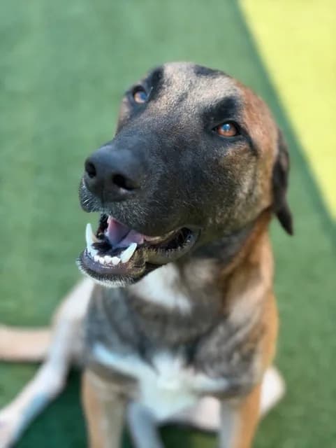 Canelo - Mixed Breed
