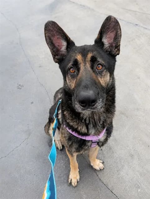 Bruce - Mixed Breed