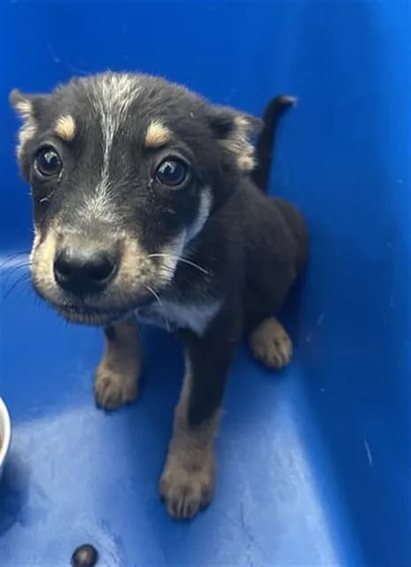 Dolly - Mixed Breed
