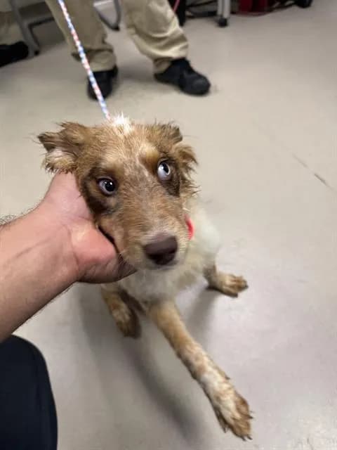 Dixie - Mixed Breed