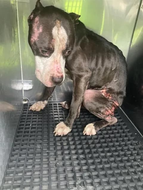 Cara - Pit Bull Terrier