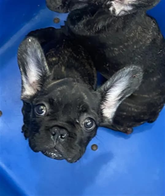 Bruno - French Bulldog