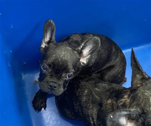 Smokey - French Bulldog