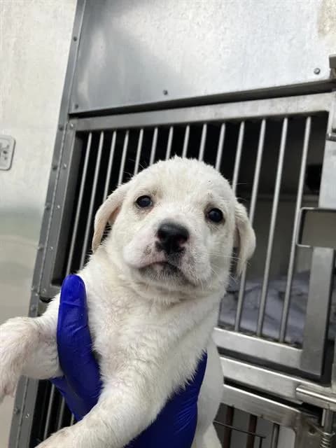 Skye - Mixed Breed